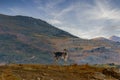 goat grazing in the mountains in freedom Royalty Free Stock Photo