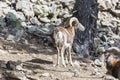 Goat grazing in the mountains Royalty Free Stock Photo