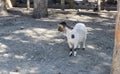 Goat grazing in the mountains Royalty Free Stock Photo