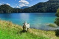 Goat grazing near a mountain lake