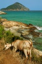 Goat grazing near a rocky beach in Thassos island, Greece Royalty Free Stock Photo