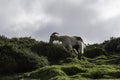 Goat grazing on the pasture in the mountains under a cloudy sky Royalty Free Stock Photo