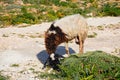 Goat grazing on scrubland, Malta.