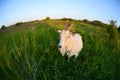 Goat in a green field. Funny Goat Photo shoot on a Fisheye lens Royalty Free Stock Photo