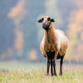 Goat on the green gras Royalty Free Stock Photo