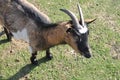 Goat on green grass Royalty Free Stock Photo