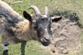 Goat on green grass Royalty Free Stock Photo
