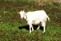 Goat on green grass. Goat with horns Royalty Free Stock Photo