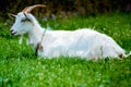 Goat on green grass