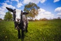 Goat on the green summer meadow Royalty Free Stock Photo