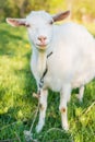 Goat on the green summer meadow Royalty Free Stock Photo