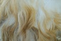 Goat hair abstract tekture and pattern Royalty Free Stock Photo