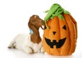 Goat and halloween pumpkin Royalty Free Stock Photo