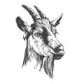 Goat hand drawn vector illustration realistic sketch Royalty Free Stock Photo