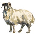 The goat. Hand painted, isolated on white background watercolor illustration