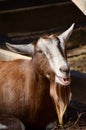 Goat Royalty Free Stock Photo