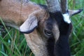 Goat head close-up Royalty Free Stock Photo