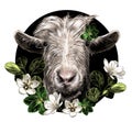 Goat head full face on circle background and composition decorated with grass and flowers
