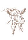 Goat head with horns