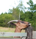 goat head, horns. food in mouth. portrait of a young mountain goat on a farm. grass in the meadow Royalty Free Stock Photo