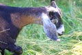 Goat head, Nubian long-eared breed, gulabi with large hanging ears, Moscow region Royalty Free Stock Photo