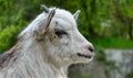 Goat head photo portrait