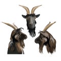 Goat head portrait front and side. Vector