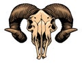 Goat head skull Royalty Free Stock Photo