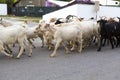 Goat heard passing a street in a country side village