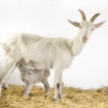 Goat and her kids Royalty Free Stock Photo