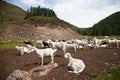 A goat herd in Altay, Russia Royalty Free Stock Photo