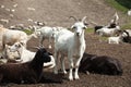 A goat herd in Altay, Russia Royalty Free Stock Photo