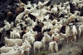 Goat herd Royalty Free Stock Photo