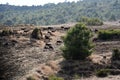 Goat Herd on the mountain green hills in the mountain land Cyprus