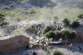 Goat Herd, Palomares, Andalucia Royalty Free Stock Photo