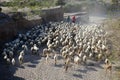 Goat Herd, Palomares, Andalucia Royalty Free Stock Photo