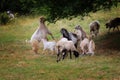 Goat herd the pass grass Royalty Free Stock Photo