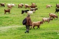 Goat herder grazing his herd Royalty Free Stock Photo