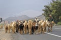 ticlio, peru: local goat herders on the main road.