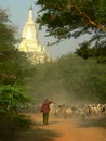 Goat Herding, Bagan Archaeological Zone, Heritage Site. Myanmar (Burma) Royalty Free Stock Photo