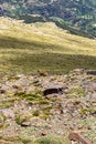 Goat on hiking trail to Mulhacen peak in the spring, Sierra Nevada range