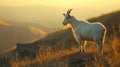 Goat on hill, realistic, cinematic light, sharp focus. Royalty Free Stock Photo
