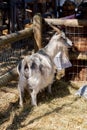 Goat in his corral with abundant food