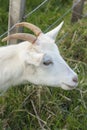 Goat Royalty Free Stock Photo