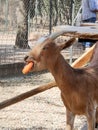 A goat holding a carrot in its mouth