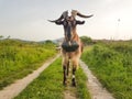 Goat hornes bell one leader standing in a road whith green grass