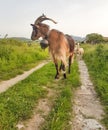 Goat hornes bell one leader standing in a road whith green grass