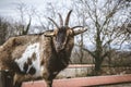Goat with horns Royalty Free Stock Photo