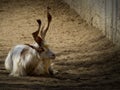 Goat horns like a devil