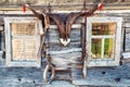 Goat horns on the old house Royalty Free Stock Photo